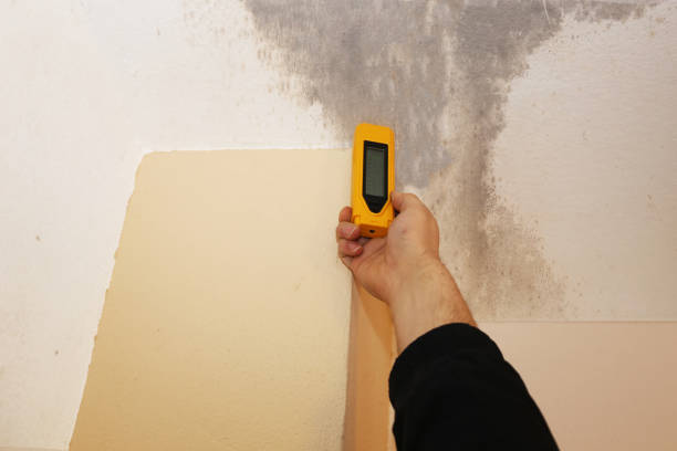Best Forensic Mold Investigation  in Edgewater, CO