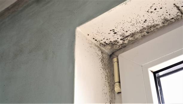 Best Commercial Mold Inspection  in Edgewater, CO