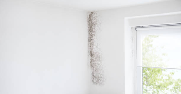 Trusted Edgewater, CO Mold Removal Experts