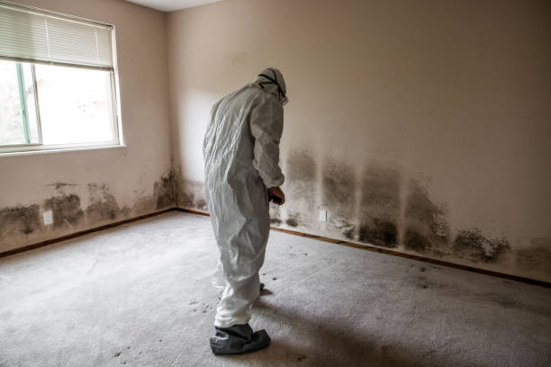 Mold Remediation for Vacation Homes in Edgewater, CO