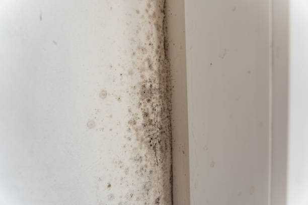 Best Real Estate Mold Inspection  in Edgewater, CO