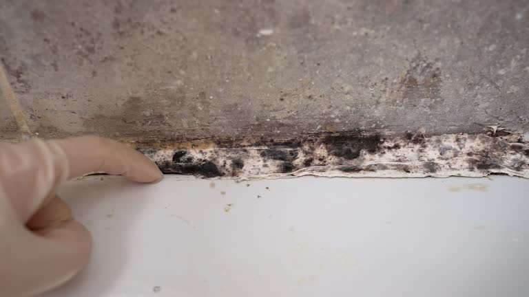 Mold Removal for HVAC Installations in Edgewater, CO
